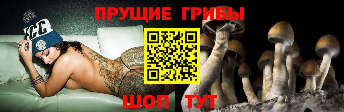 Галлюциногенные грибы Cubensis Саяногорск